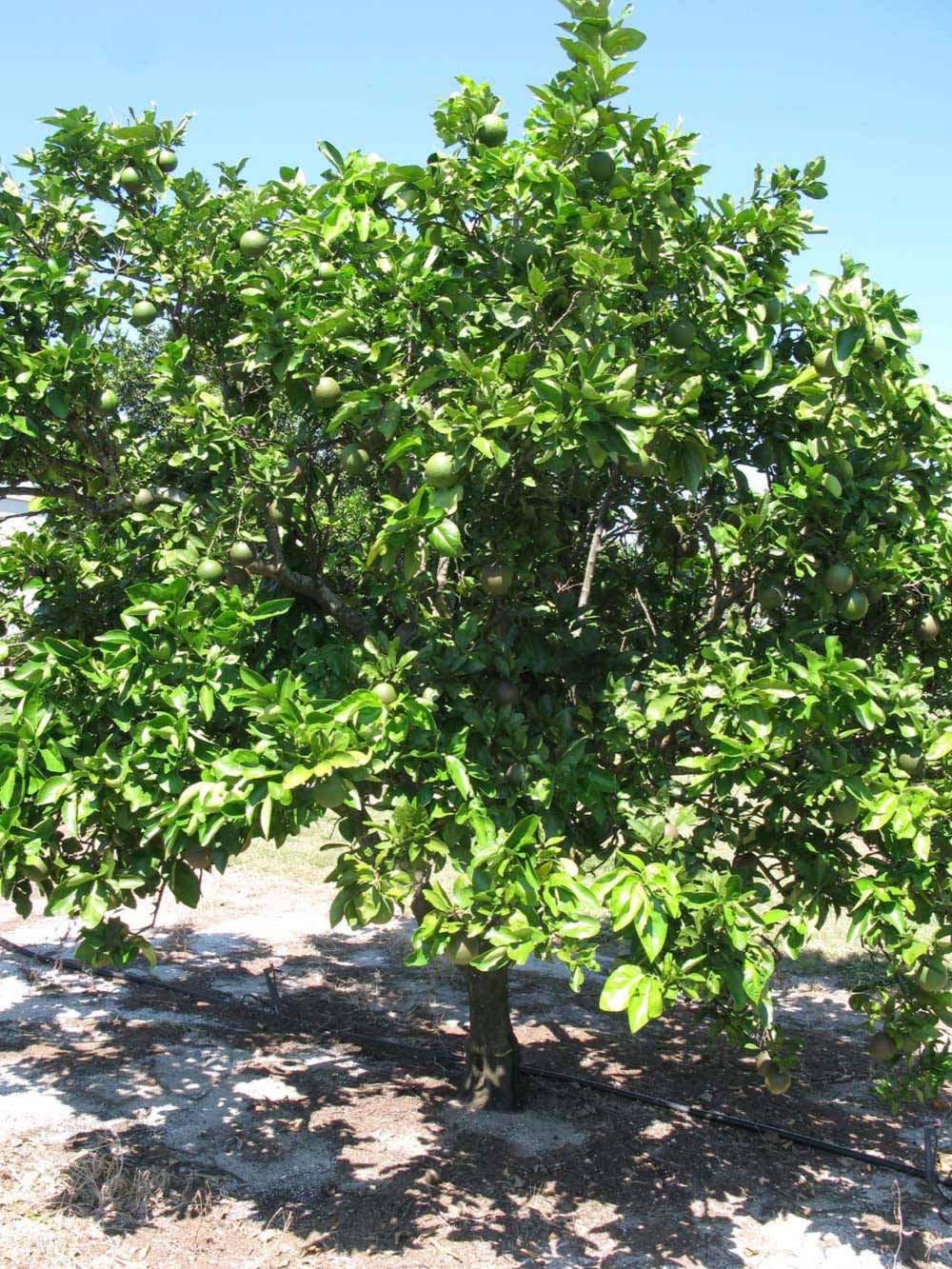            Habit (Winter Haven, FL)   